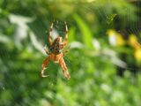 Arachniden - giftige Tiere in Neuseeland